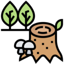 ecology and environment,nature,botanical,wooden,log,tree stump